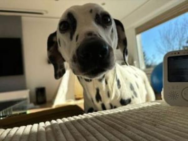 Luna sucht eine Pflegestelle/Zuhause