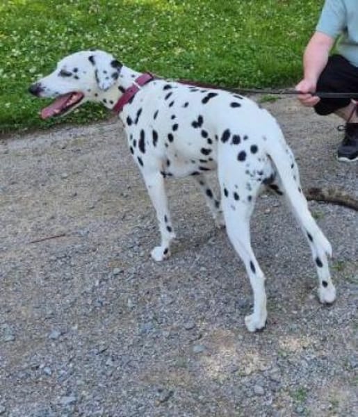 Luna sucht eine Pflegestelle/Zuhause