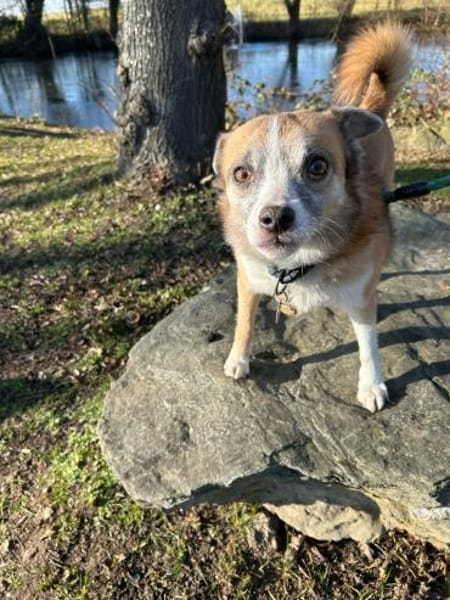 Fetita sucht Zuhause