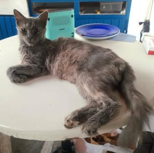 Mama Minka sucht Zuhause