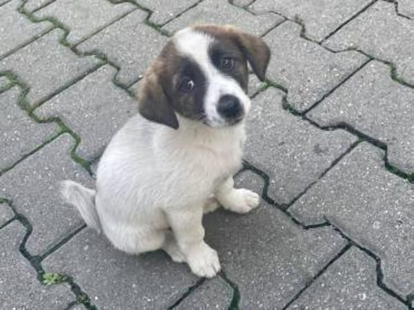 Zuckersüße  Madri sucht ihr Zuhause