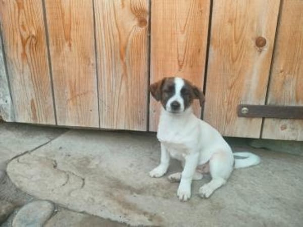 Zuckersüße  Madri sucht ihr Zuhause