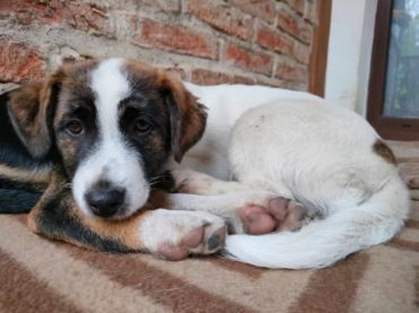 Zuckersüße  Madri sucht ihr Zuhause