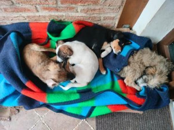 Zuckersüße  Madri sucht ihr Zuhause