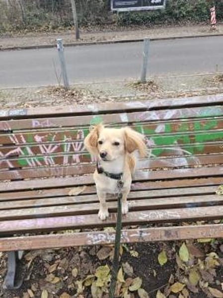 Kleiner MIO sucht ländliches Zuhause!