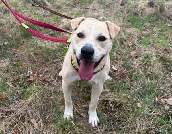 Knutschkugel Remo sucht seine Menschen!