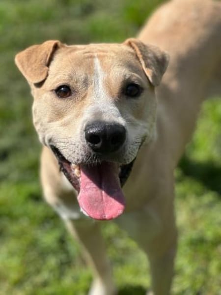 Knutschkugel Remo sucht seine Menschen!