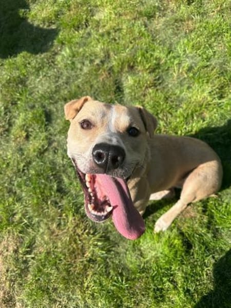 Knutschkugel Remo sucht seine Menschen!