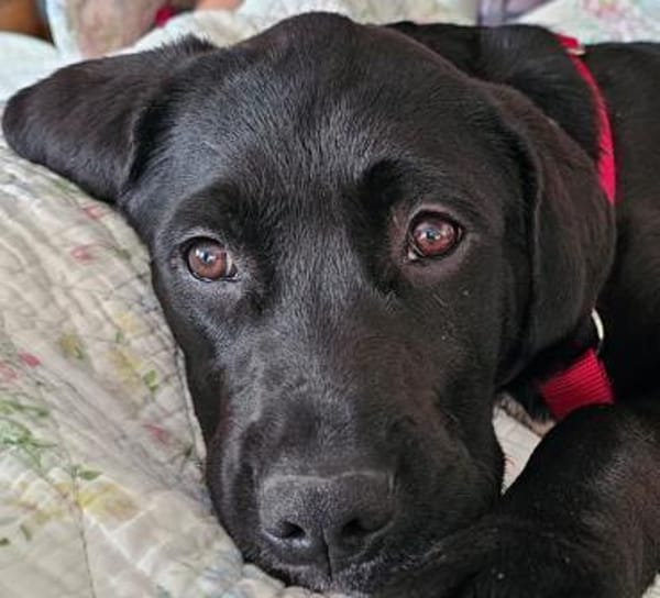 Cleo - Nummer 7 der Welpentruppe