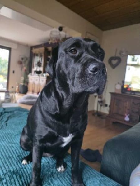 Cleo - Nummer 7 der Welpentruppe