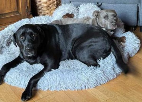 Cleo - Nummer 7 der Welpentruppe