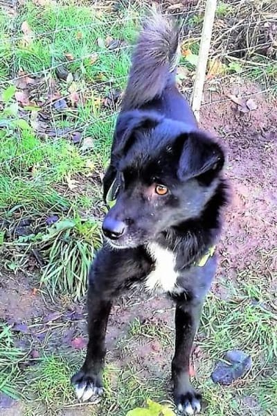 Malina (auf PS in 24601 Ruhwinkel)