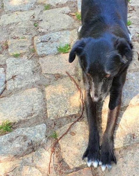 Malina (auf PS in 24601 Ruhwinkel)