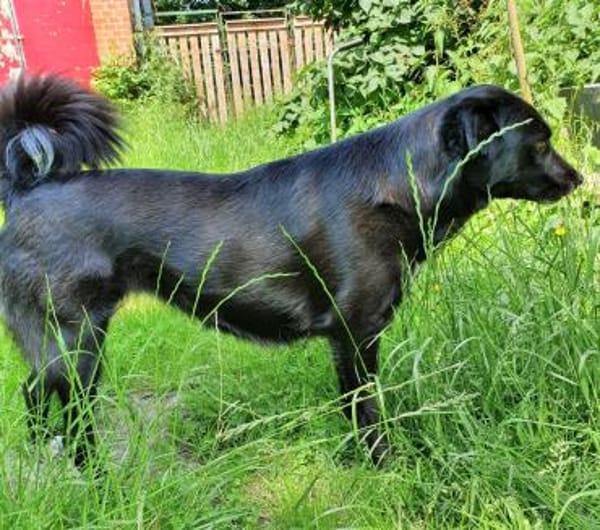 Malina (auf PS in 24601 Ruhwinkel)