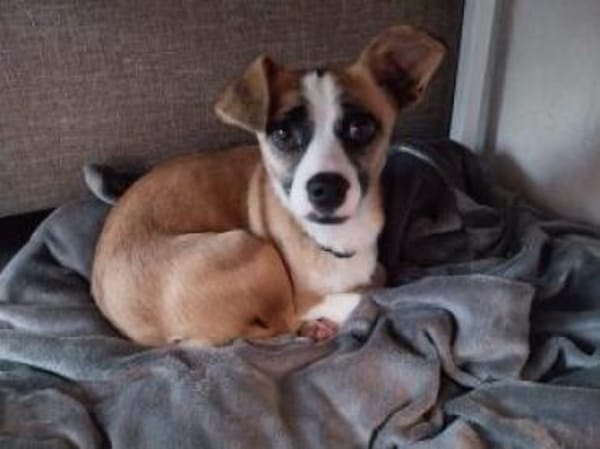 Jyta 35 cm (Pflegestelle)