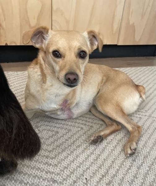 Dreibeinchen Lupine sucht ihr Zuhause