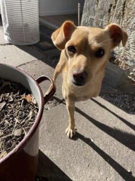 Dreibeinchen Lupine sucht ihr Zuhause