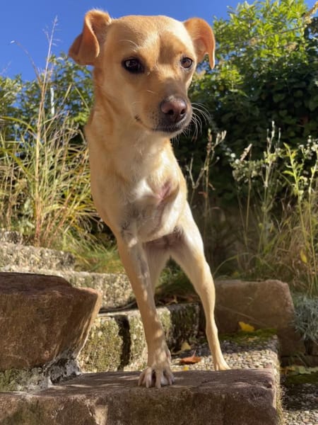 Dreibeinchen Lupine sucht ihr Zuhause