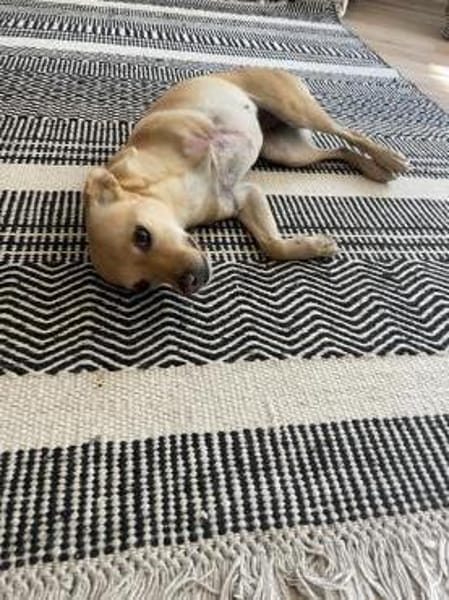 Dreibeinchen Lupine sucht ihr Zuhause