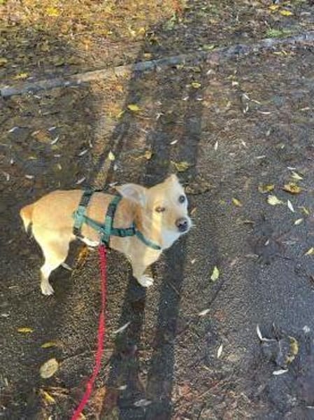 Dreibeinchen Lupine sucht ihr Zuhause