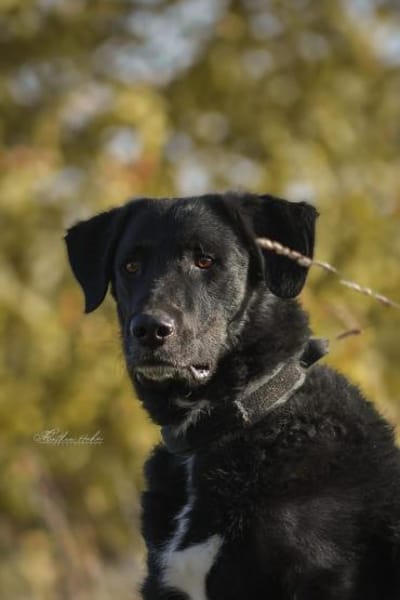 Ono  Ein ruhiger Gentleman