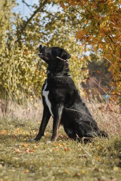 Ono  Ein ruhiger Gentleman