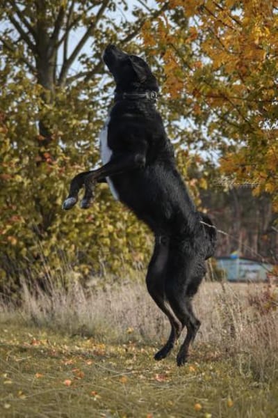 Ono  Ein ruhiger Gentleman