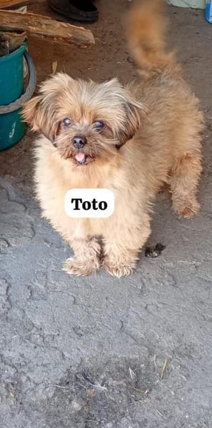 Toto bewahrte sein freundliches Wesen