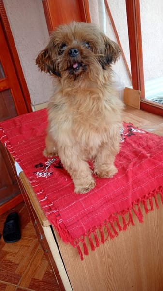 Toto bewahrte sein freundliches Wesen