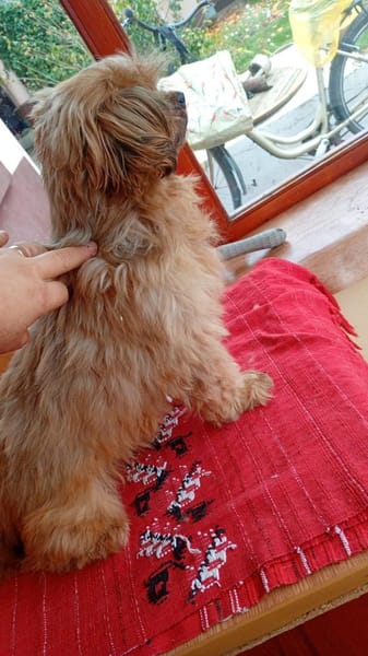 Toto bewahrte sein freundliches Wesen