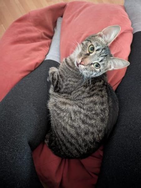 Unser zartes Katzenseelchen Findus