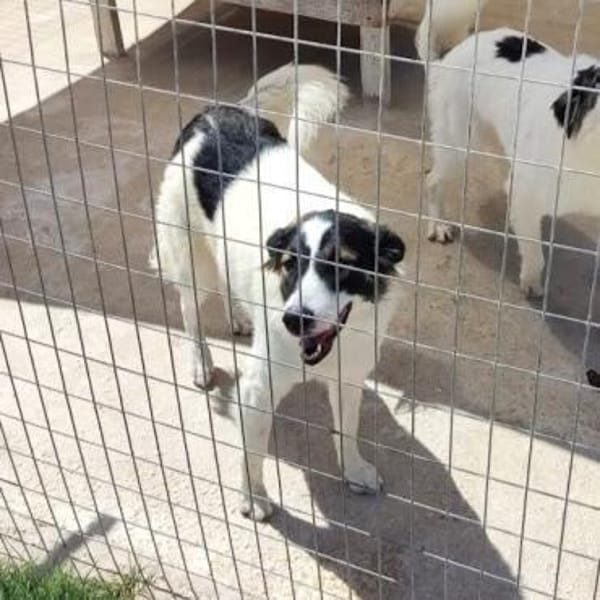 Unkomplizierte Brave sucht ihr Zuhause