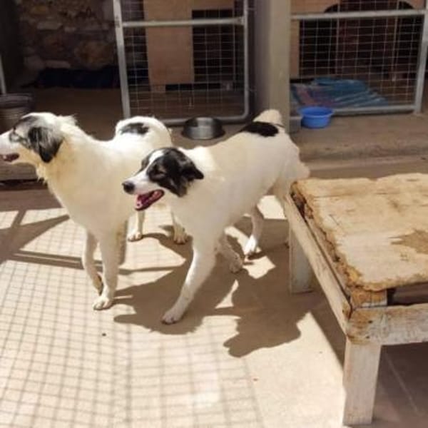 Unkomplizierte Brave sucht ihr Zuhause