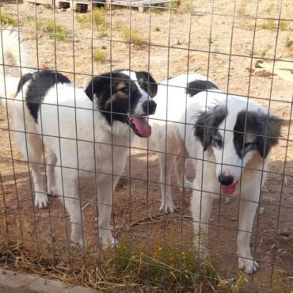 Unkomplizierte Brave sucht ihr Zuhause