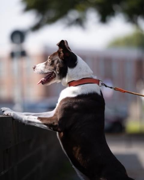 Cayo, 5 Jahre, sucht passenden Deckel