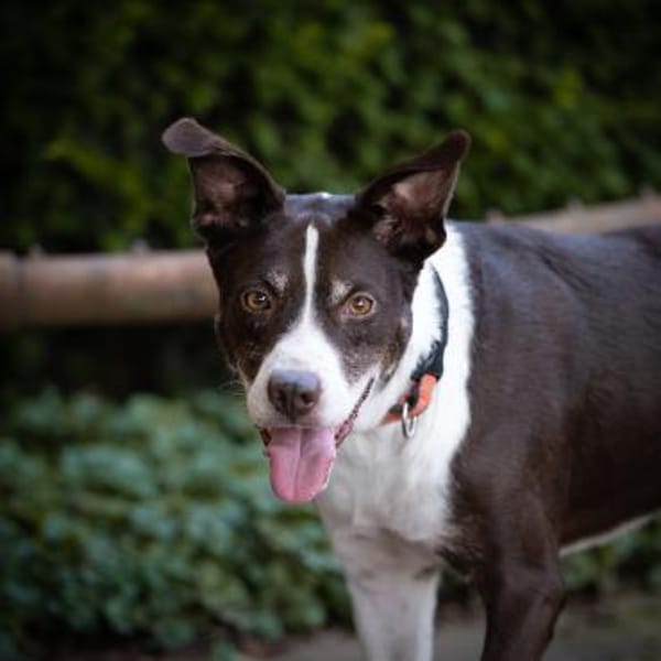 Cayo, 5 Jahre, sucht passenden Deckel