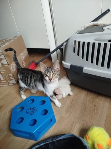 Cynthia - ruhiges Zuhause gesucht