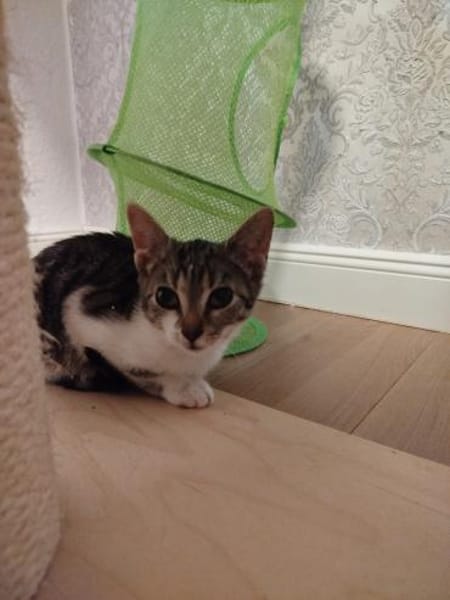 Cynthia - ruhiges Zuhause gesucht