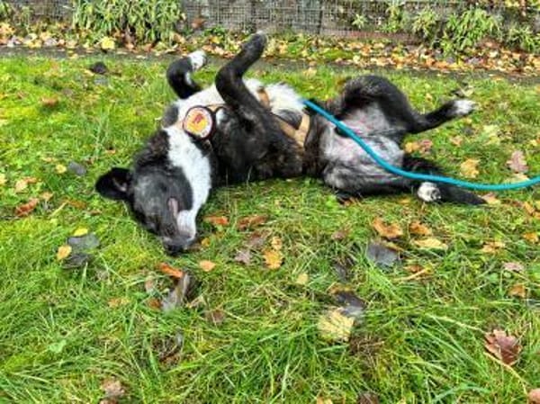 Scotty wünscht sich so sehr eine Familie