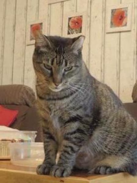 Jaela liebevolle Tigerkatze