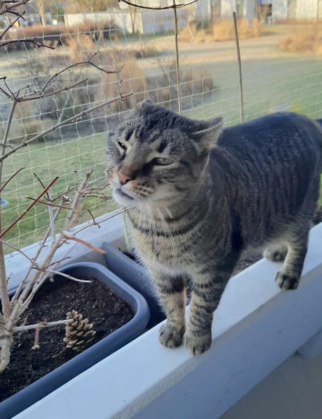 Jaela liebevolle Tigerkatze