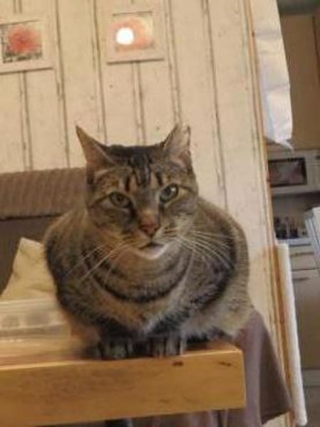 Jaela liebevolle Tigerkatze