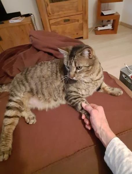 Jaela liebevolle Tigerkatze