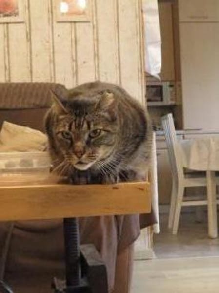 Jaela liebevolle Tigerkatze