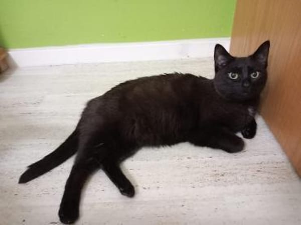 Lucy - gesprächige Lakritznase