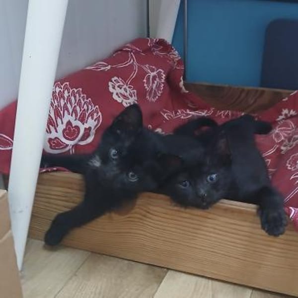 Kleine Mio sucht ihr Glück!