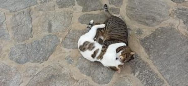 Schmusekater Rico sucht Zuhause