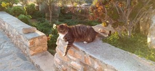 Schmusekater Rico sucht Zuhause