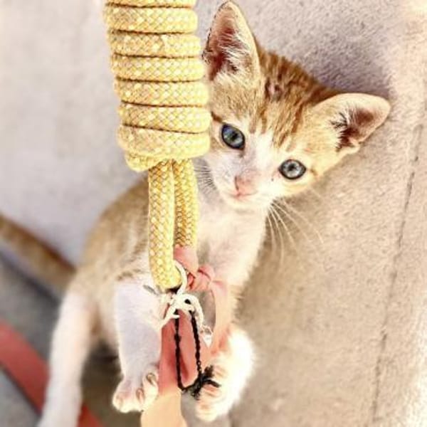 Kletterkatze Maverick sucht Zuhause!