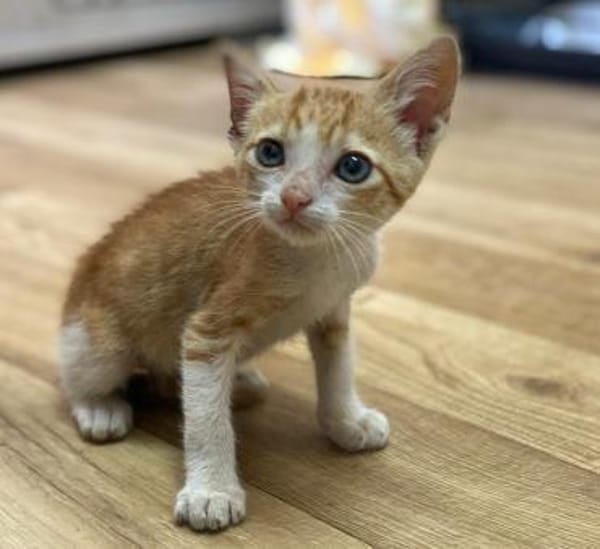 Kletterkatze Maverick sucht Zuhause!